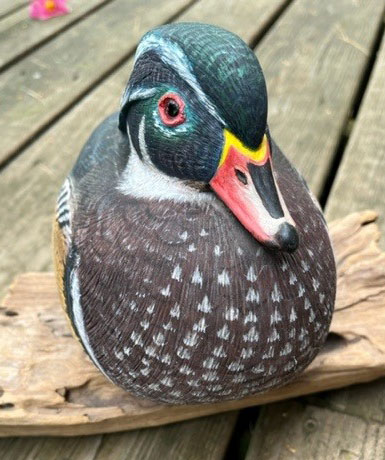 Drake Wood Duck
