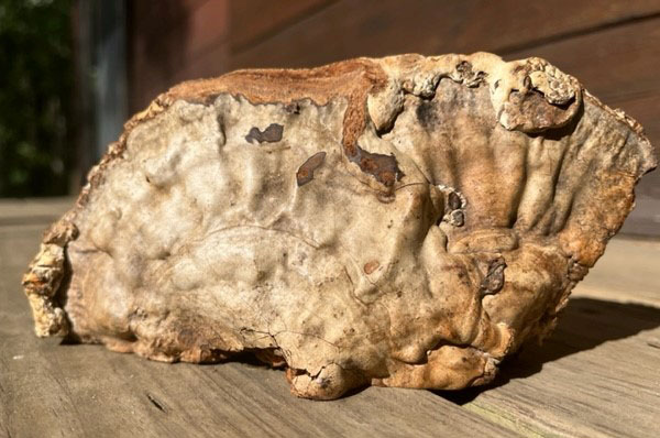 Fungus with Squirrel Etching